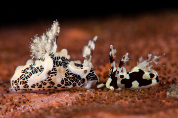 A couple of tiny sea slugs - Trapania tora (big, 10mm) and Trapania sp. (small, 10mm). Feeding on...