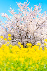 cherry blossom in spring