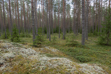 Pine tree landscape  . Forest therapy and stress relief forest.