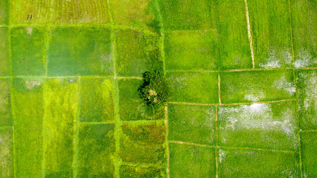 Aerial View Of The Green And Yellow Rice Field, Top View.