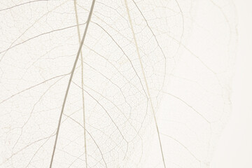 skeleton leaves beige background. White skeletonized leaf on beige background.Skeletonized leaf texture. Beautiful nature plant background.Nature and ecology concept.