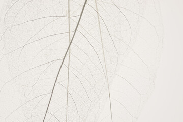 skeleton leaves beige background. White skeletonized leaf on  beige background.Skeletonized leaf texture. Beautiful nature plant background.Nature and ecology .Wallpaper phone