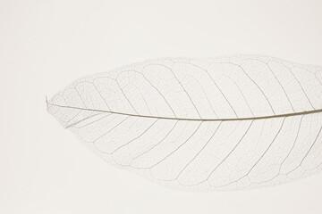 skeleton leaves beige background. White skeletonized leaf on white beige background.Skeletonized leaf texture. Beautiful nature plant background.Nature and ecology .Wallpaper phone
