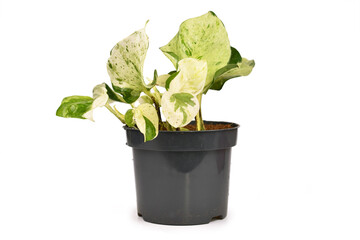 Small exotic 'Epipremnum Aureum Manjula' pothos houseplant in flower pot isolated on white background