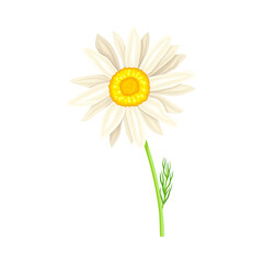 White Flower of Daisy or Bellis Perennis Plant on Green Stem with Leaf Vector Illustration