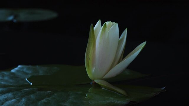 Time lapse water lily flower opening, timelapse white lotus blooming in pond, 4K