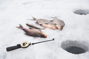 A winter fishing rod is on the ice. A caught fish lies in the background. Selective focus on the fishing rod.