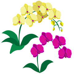 Yellow and pink orchids, isolated on white background. Clipart, vector.