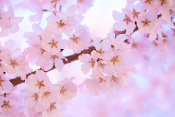 cherry blossoms