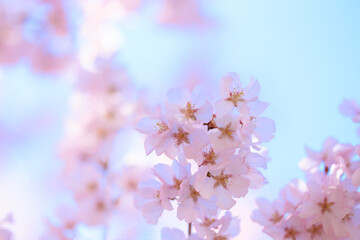 cherry blossom in spring
