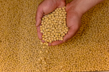 soy bean
