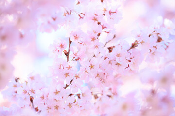 pink cherry blossoms