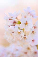 Obraz premium cherry blossom in spring