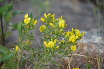 Downy Rest-harrow - Ononis pubescens Blooming in nature