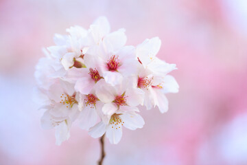 Fototapeta premium cherry blossom in spring