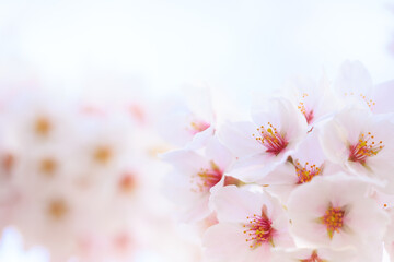 pink cherry blossom