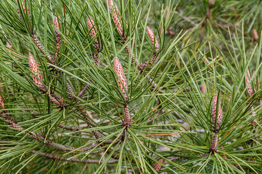 Branches of resin or maritime pine with their needles and their new shoots in spring. Pinus pinaster.