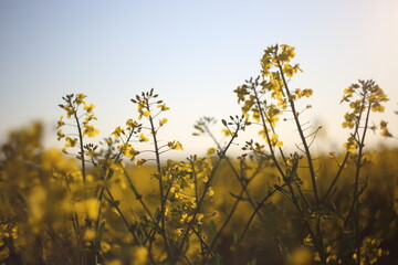 Rapeseed field, Blooming canola flowers close up. Rape on the field in summer. Bright Yellow rapeseed oil.