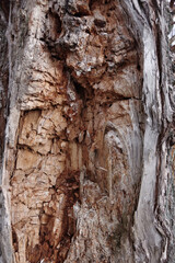 The trunk of an old tree is affected by bark beetles and other pests. Damaged tree.