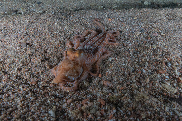 Octopus king of camouflage in the Red Sea, Eilat Israel 
