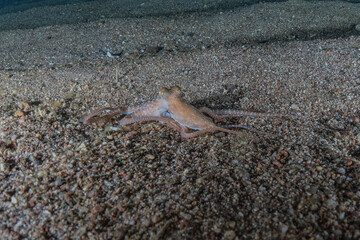 Octopus king of camouflage in the Red Sea, Eilat Israel 
