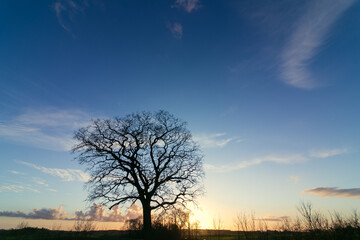 Single oak tree with blue evening sky in winter.
