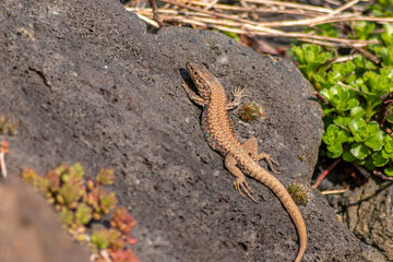 Lizard on the hunt for insects on a hot volcano rock warming up in the sun as hematocryal animal in macro view, isolated and close-up to see the scaled skin of the little saurian in detail eye to eye