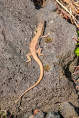 Lizard on the hunt for insects on a hot volcano rock warming up in the sun as hematocryal animal in macro view, isolated and close-up to see the scaled skin of the little saurian in detail eye to eye