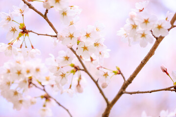 Obraz premium pink cherry blossoms