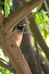 A glorified bird perched on a large branch.