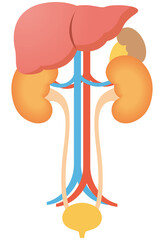 泌尿器の構造　腎臓