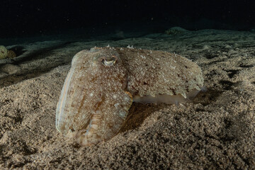 Squid in the Red Sea Colorful and beautiful, Eilat Israel
