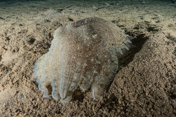 Squid in the Red Sea Colorful and beautiful, Eilat Israel

