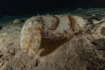 Squid in the Red Sea Colorful and beautiful, Eilat Israel
