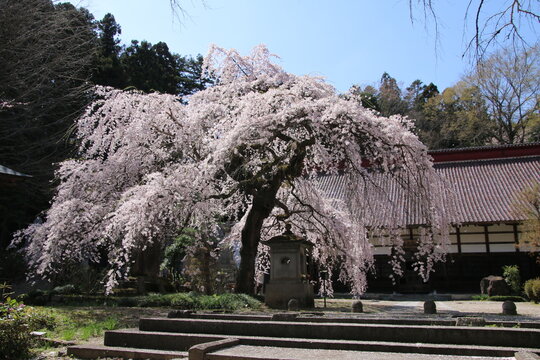 大隣寺しだれ桜（福島県・二本松市）