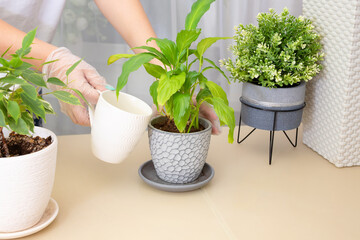 Transplanting plants. Transplanting houseplants, spathiphyllum into a pot. Watering the flower. Step 5.