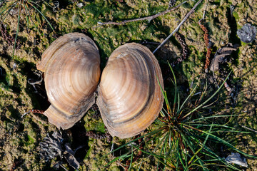 Schalen der großen Teichmuschel in einem Fischteich