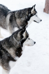 Portrait of a Siberian husky, friendship forever. Pet. Husky