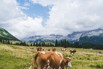 Fototapeta na wymiar Cows in the Italian Alps, producing the famous Montasio cheese. Altopiano del Montasio, Friuli Venezia Giulia