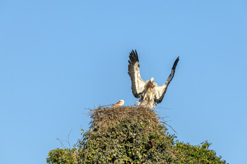 White stork in courtship period in early spring