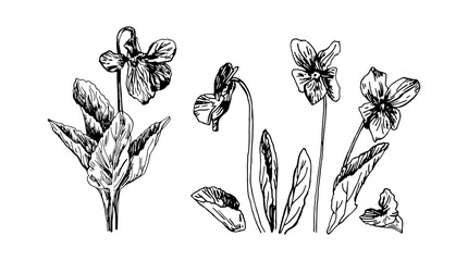 Vector illustrations of violet drawn with a black line on a white background.