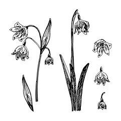 Vector illustrations of leucojum drawn with a black line on a white background.
