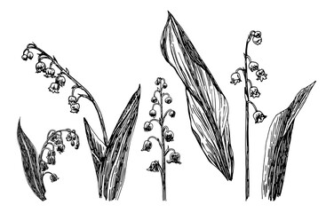Vector illustrations of lily of the valley drawn with a black line on a white background.