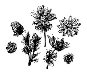 Vector illustrations of Adonis vernalis drawn with a black line on a white background.