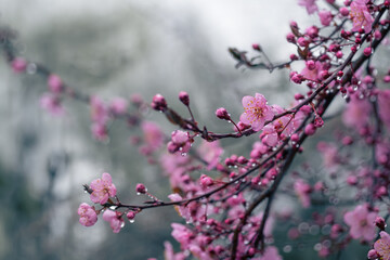 Delicate pink plum flowers close-up in raindrops