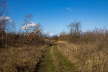 path in the forest