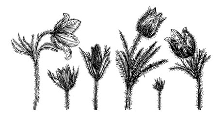 Vector illustrations of Pulsatilla patens drawn with a black line on a white background.