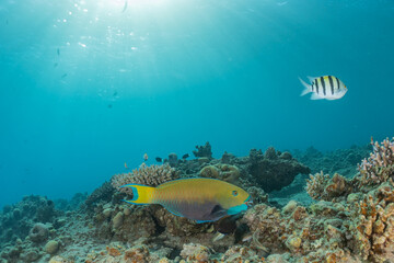 Fish swim in the Red Sea, colorful fish, Eilat Israel
