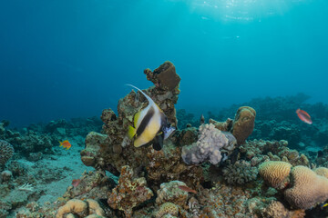 Fish swim in the Red Sea, colorful fish, Eilat Israel
