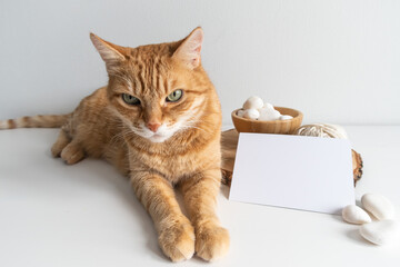 Ginger tabby cat with horizontal postcard and white pebble on white table background mockup. Cute...